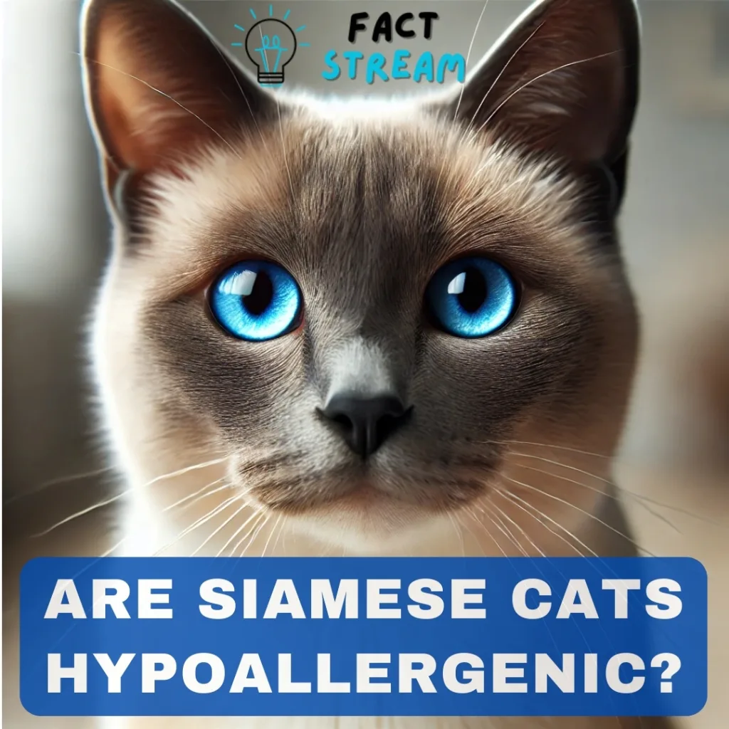 Are Siamese Cats Hypoallergenic