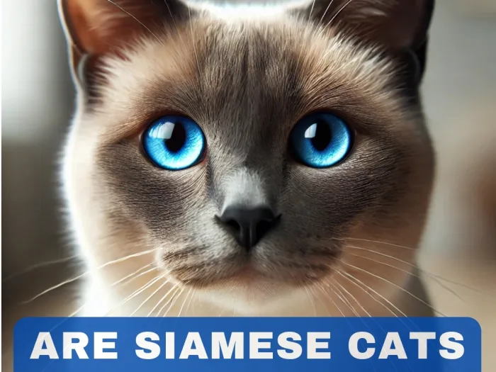 Are Siamese Cats Hypoallergenic