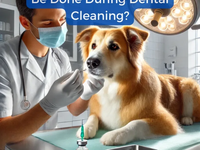 Can Dog Annual Vaccinations Be Done During Dental Cleaning