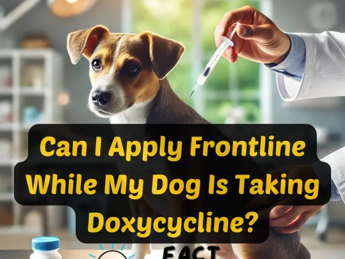 Can I Apply Frontline While My Dog Is Taking Doxycycline