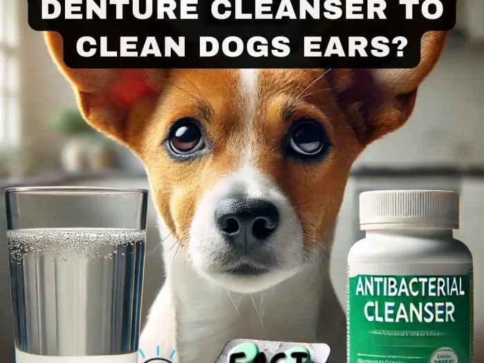 Can I Use Antibacterial Denture Cleanser to Clean Dogs Ears