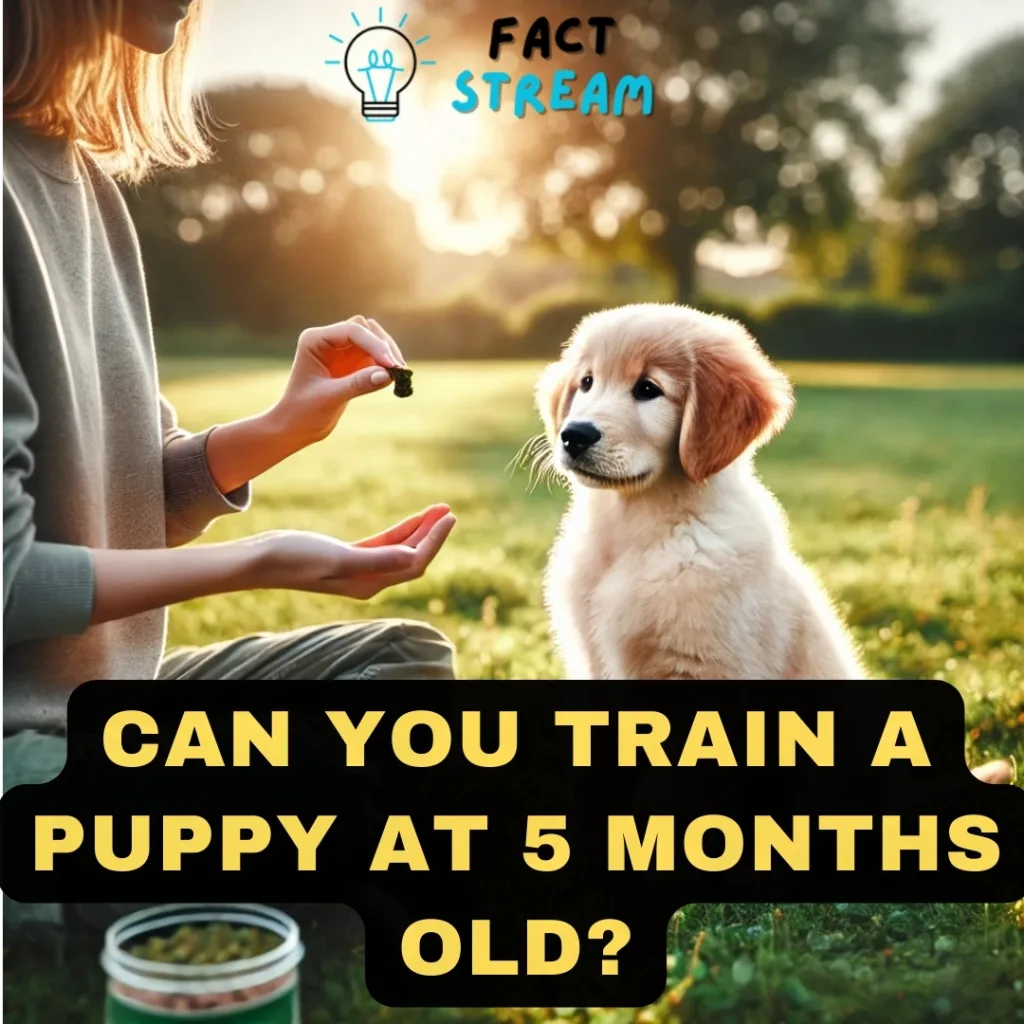 Can You Train a Puppy at 5 Months Old