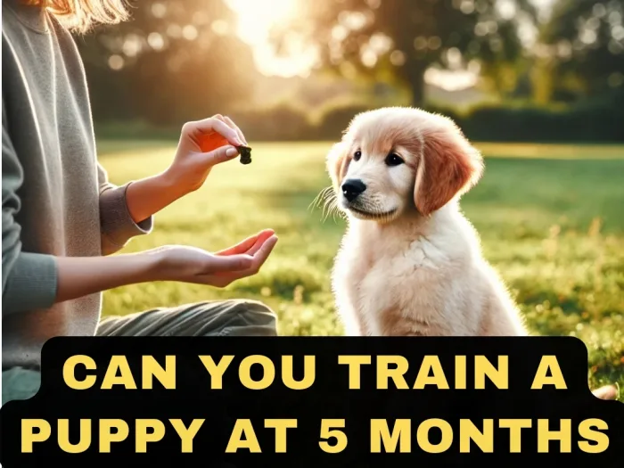 Can You Train a Puppy at 5 Months Old