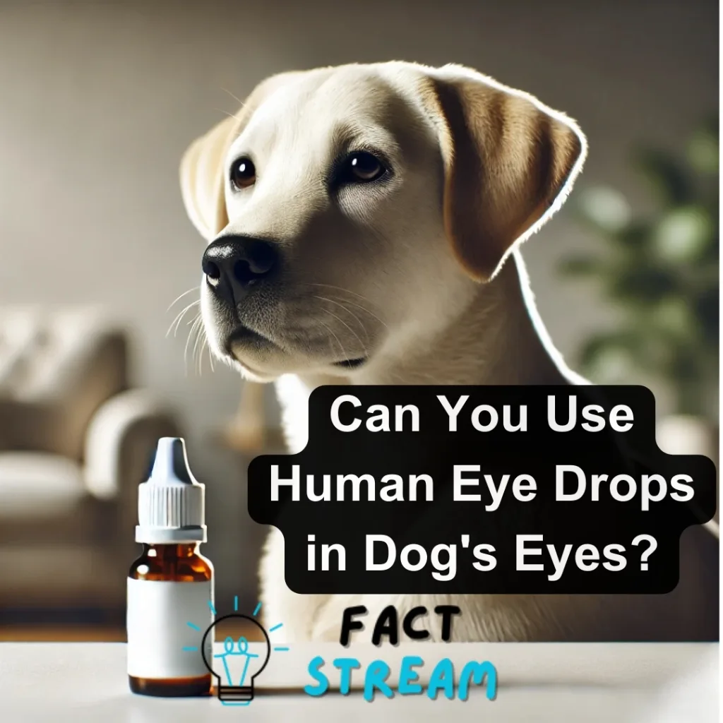 Can You Use Human Eye Drops in Dog's Eyes