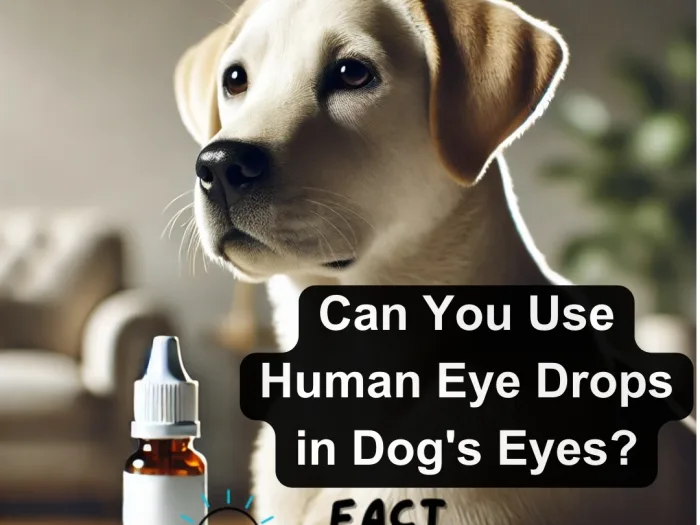 Can You Use Human Eye Drops in Dog's Eyes