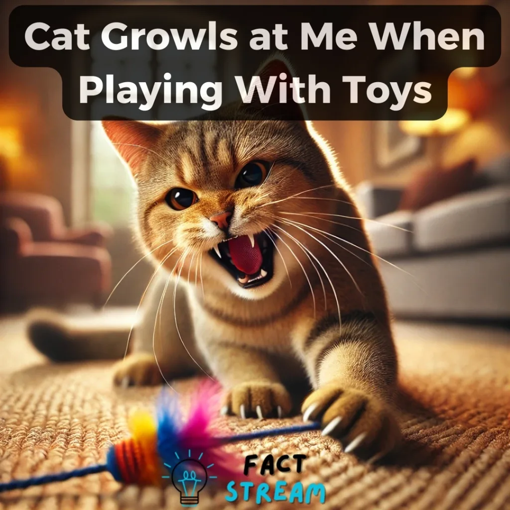 Cat Growls at Me When Playing With Toys