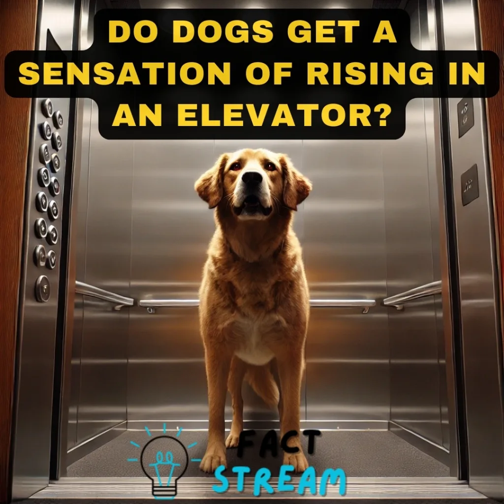 Do Dogs Get a Sensation of Rising in an Elevator