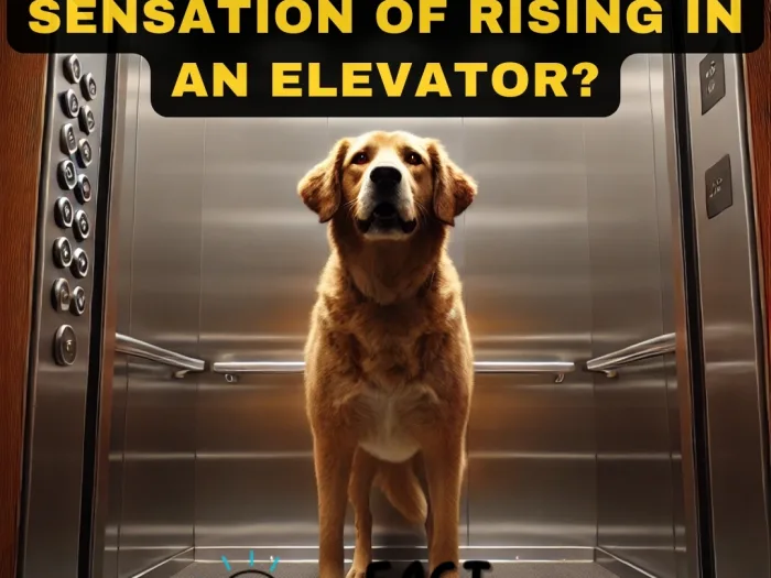 Do Dogs Get a Sensation of Rising in an Elevator