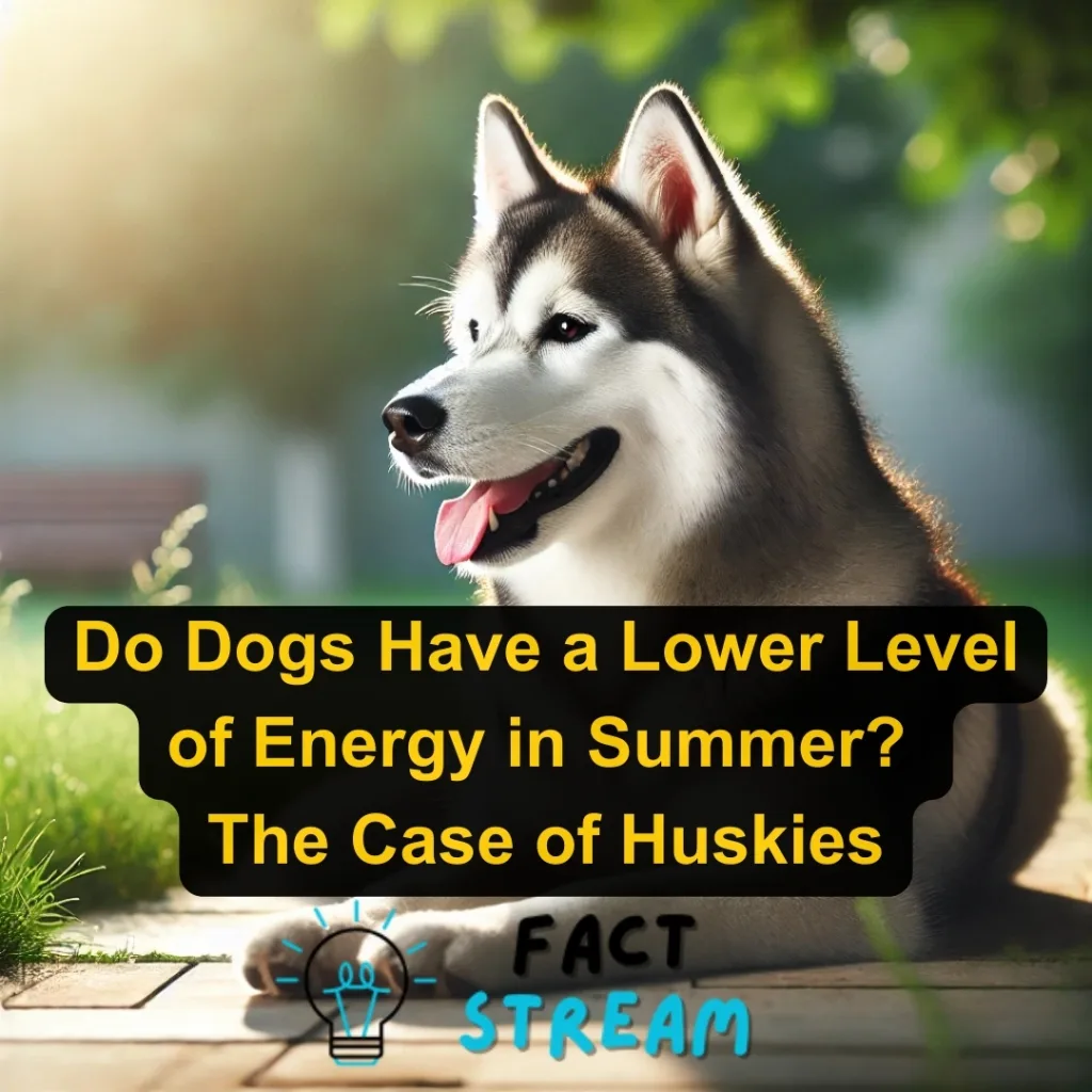 Do Dogs Have a Lower Level of Energy in Summer The Case of Huskies