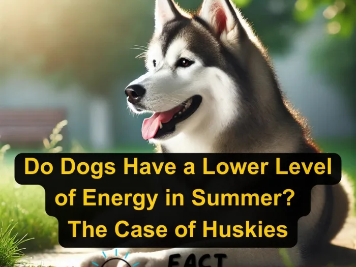 Do Dogs Have a Lower Level of Energy in Summer The Case of Huskies