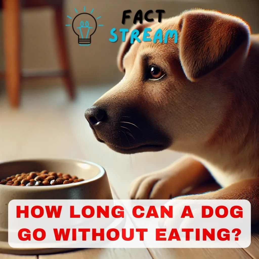 How Long Can a Dog Go Without Eating