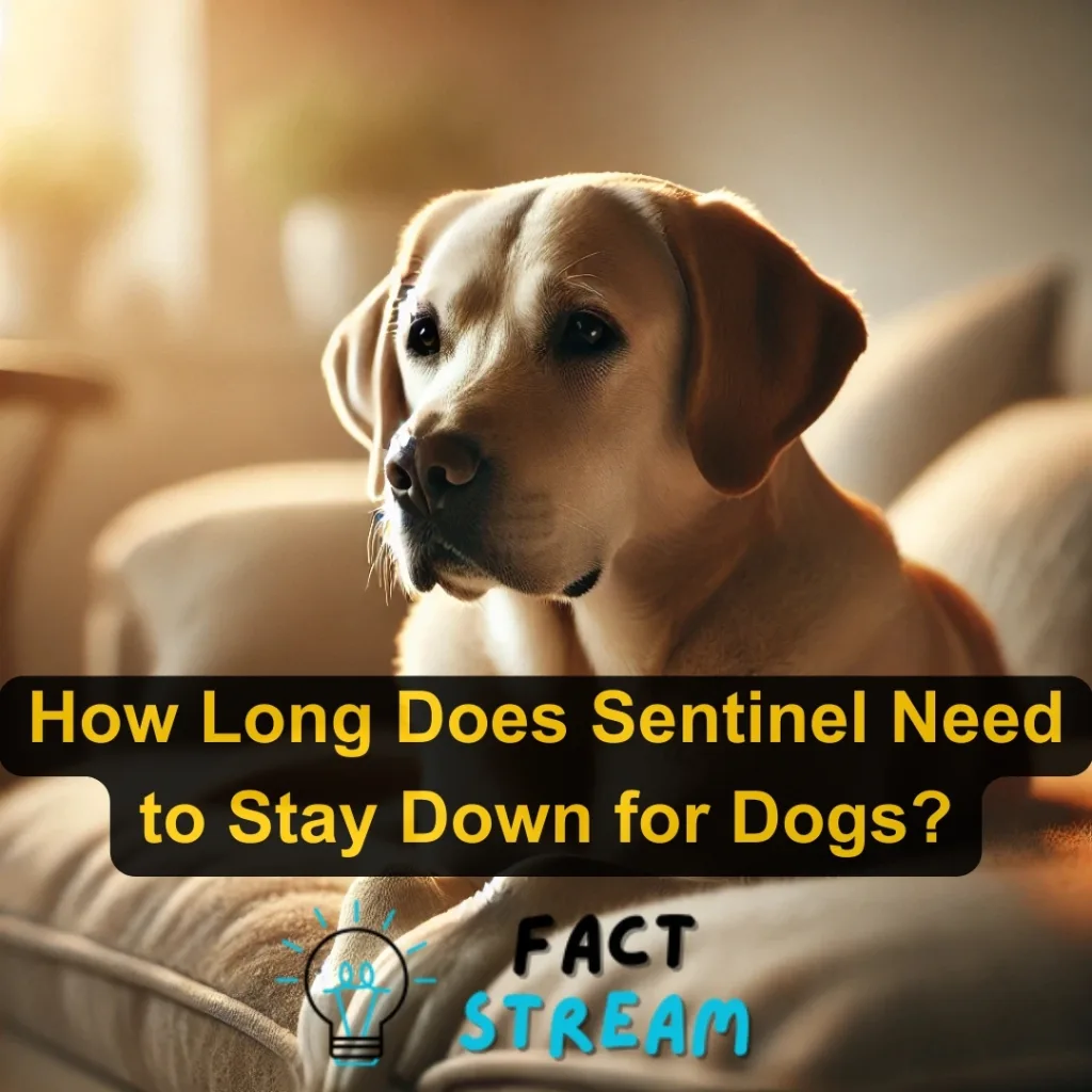 How Long Does Sentinel Need to Stay Down for Dogs