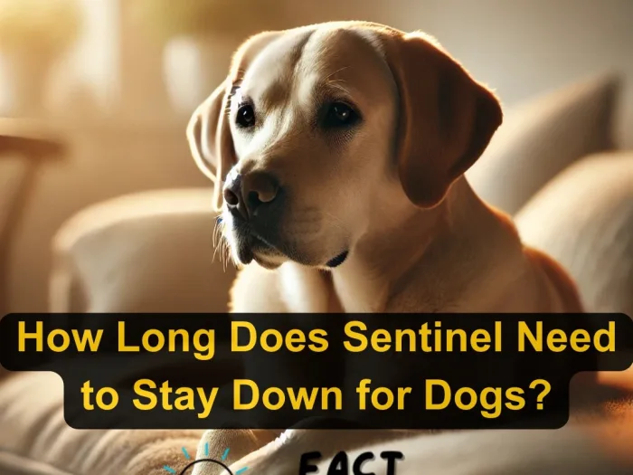 How Long Does Sentinel Need to Stay Down for Dogs