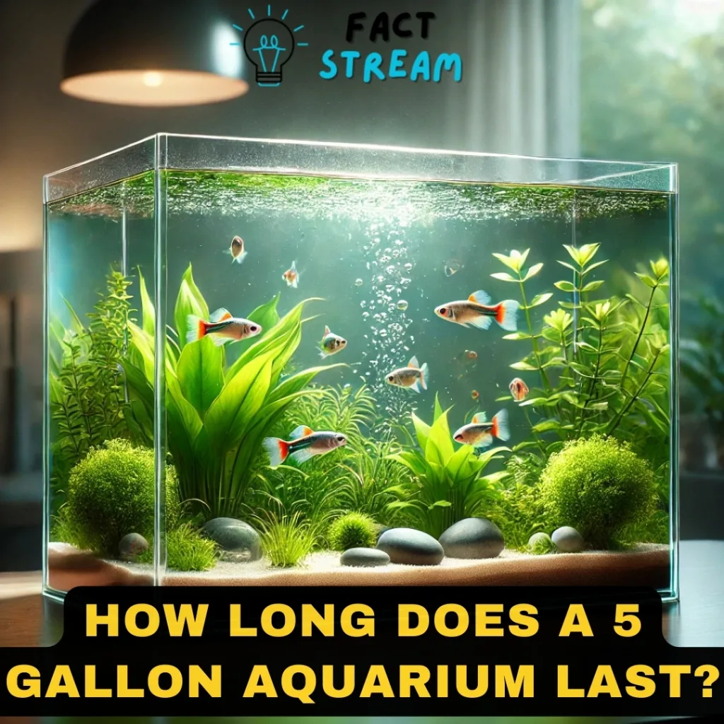 How Long Does a 5 Gallon Aquarium Last