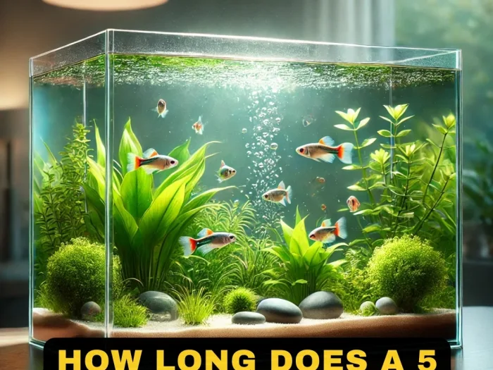 How Long Does a 5 Gallon Aquarium Last