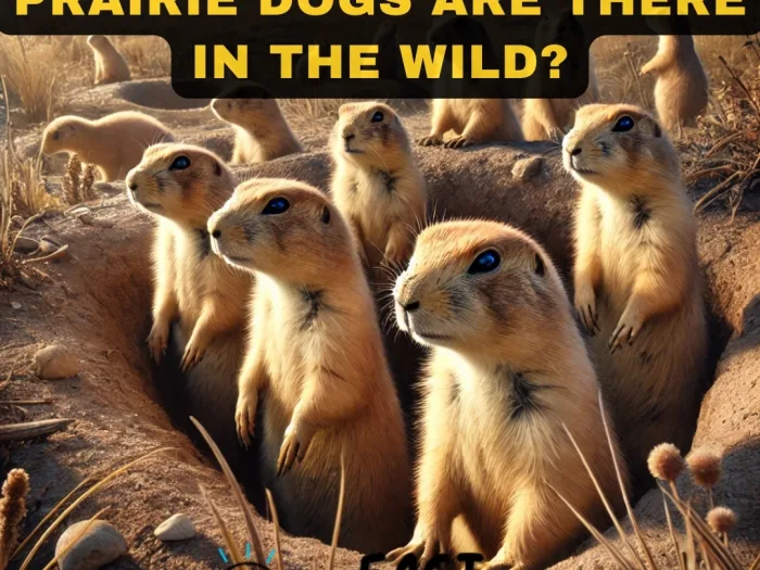 How Many Mexican Prairie Dogs Are There in the Wild