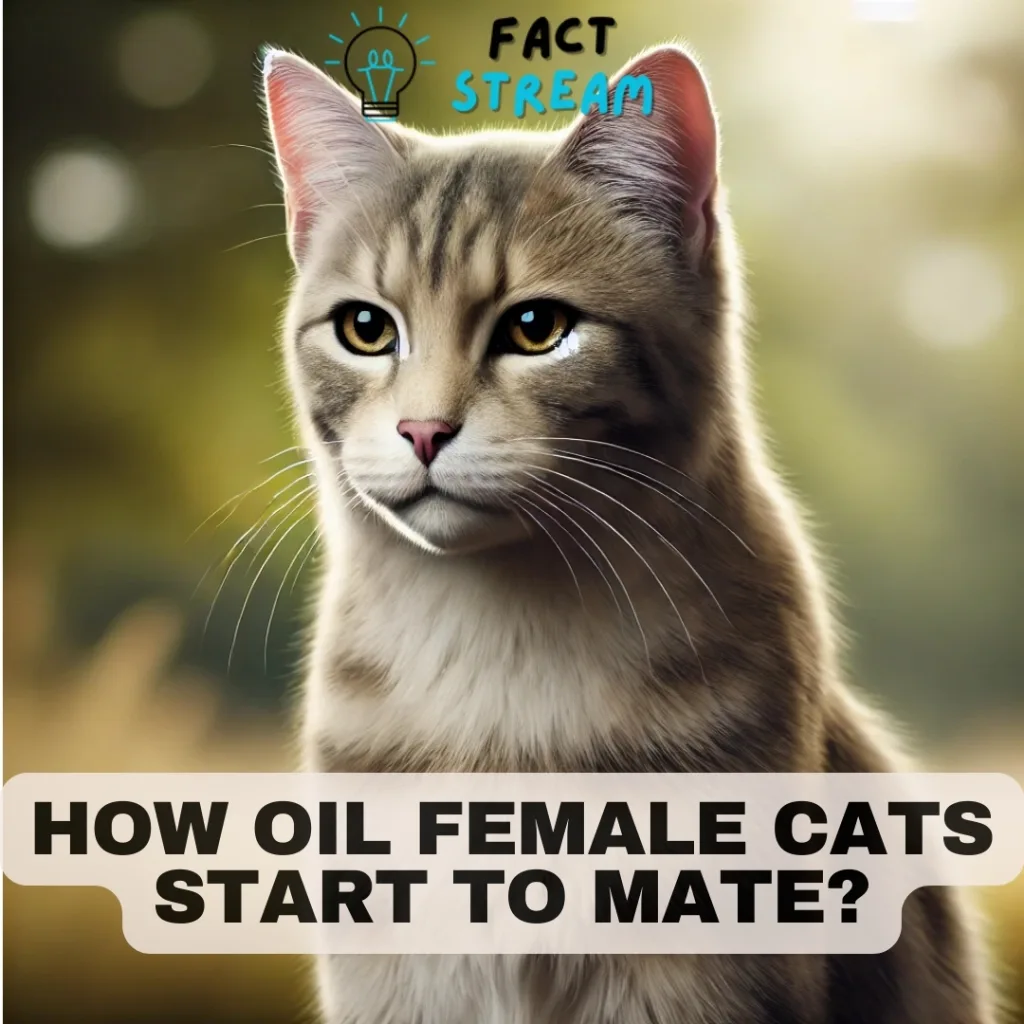 How Oil Female Cats Start to Mate Separating Fact from Fiction