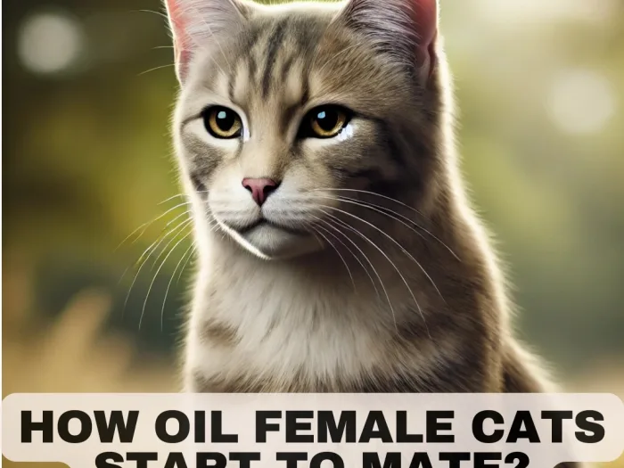 How Oil Female Cats Start to Mate Separating Fact from Fiction