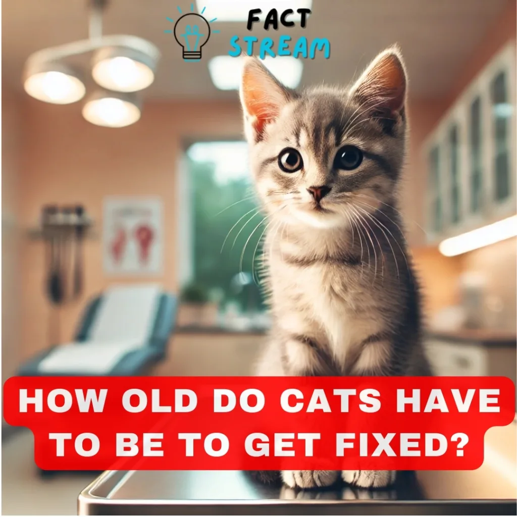 How Old Do Cats Have to Be to Get Fixed