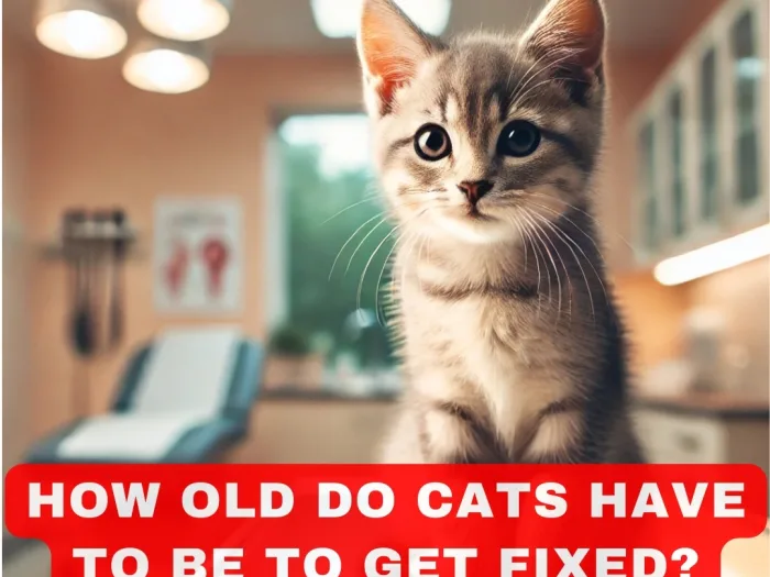 How Old Do Cats Have to Be to Get Fixed