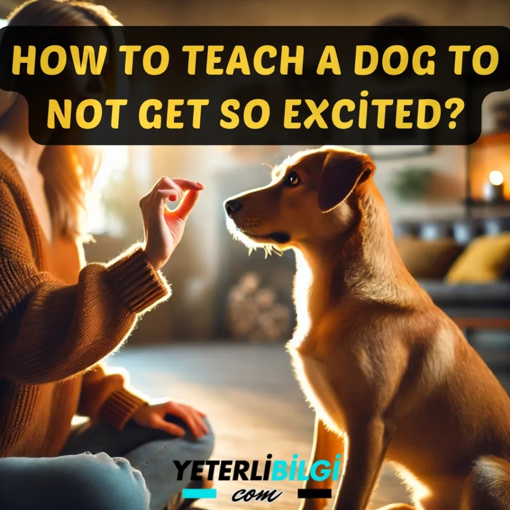 How To Teach a Dog To Not Get So Excited