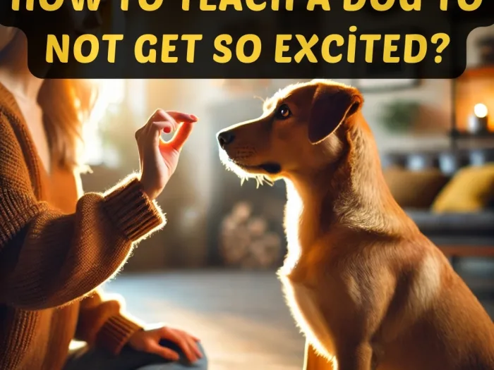 How To Teach a Dog To Not Get So Excited