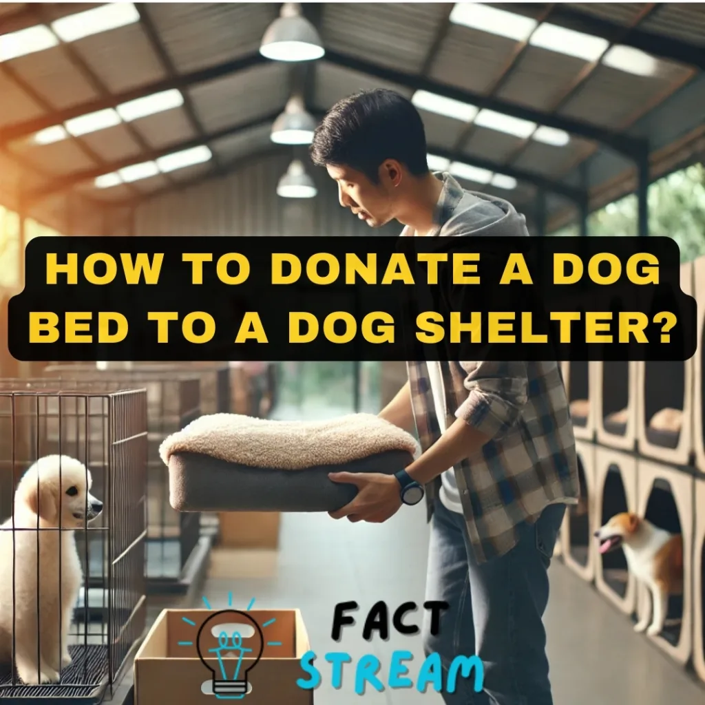 How to Donate a Dog Bed to a Dog Shelter