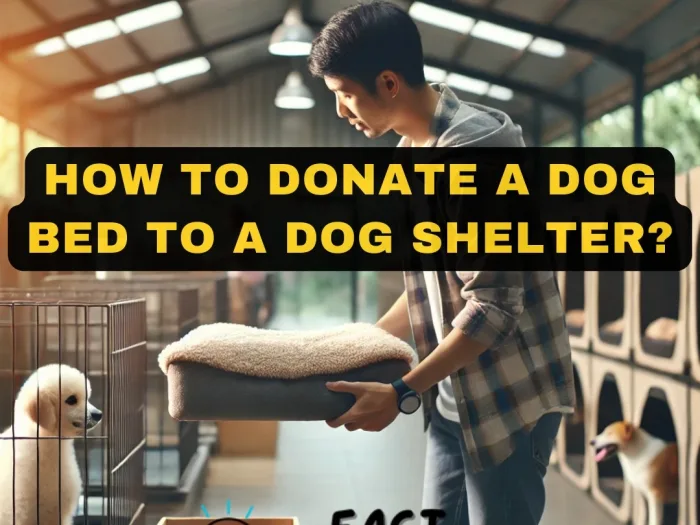 How to Donate a Dog Bed to a Dog Shelter