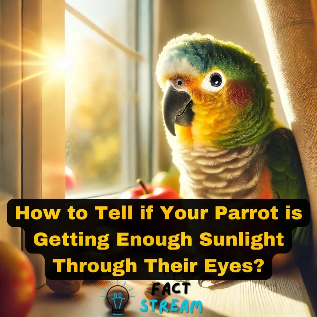 How to Tell if Your Parrot is Getting Enough Sunlight Through Their Eyes