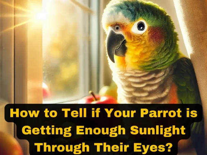 How to Tell if Your Parrot is Getting Enough Sunlight Through Their Eyes