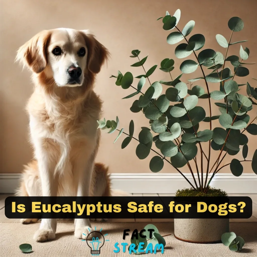 Is Eucalyptus Safe for Dogs