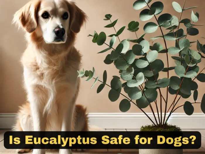 Is Eucalyptus Safe for Dogs