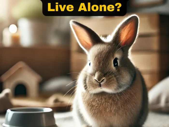 Is It Okay for a Rabbit to Live Alone