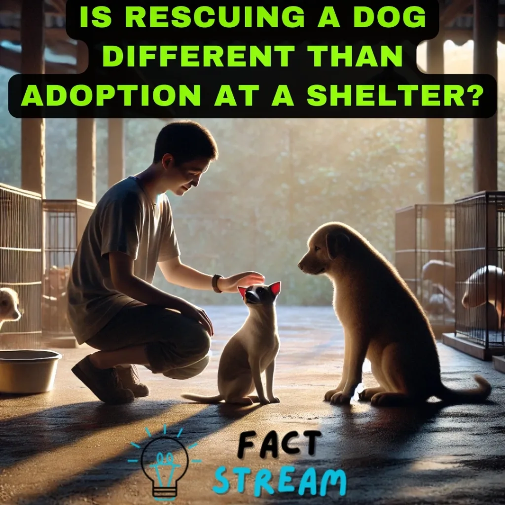 Is Rescuing a Dog Different Than Adoption at a Shelter