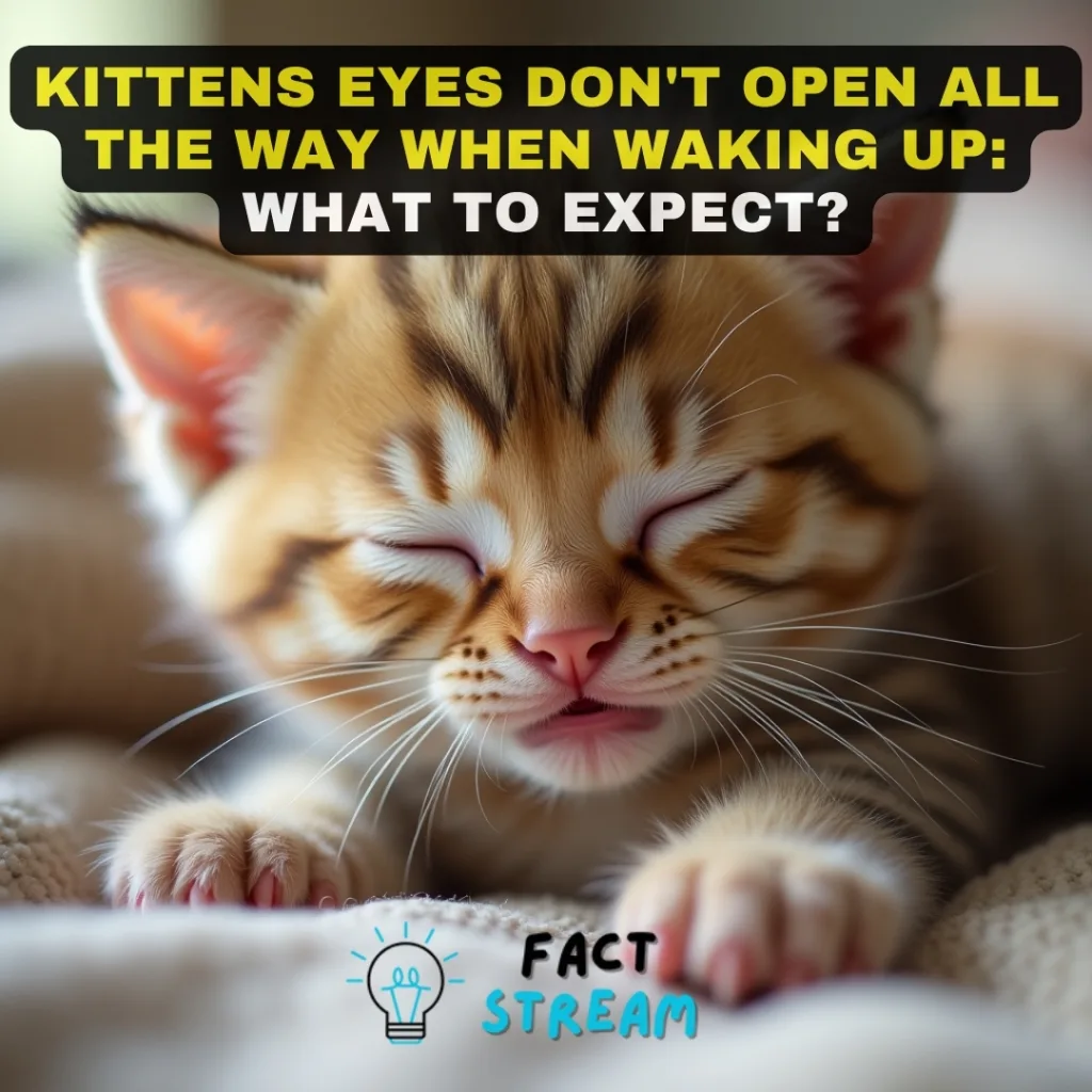 Kittens Eyes Don't Open All the Way When Waking Up What to Expect