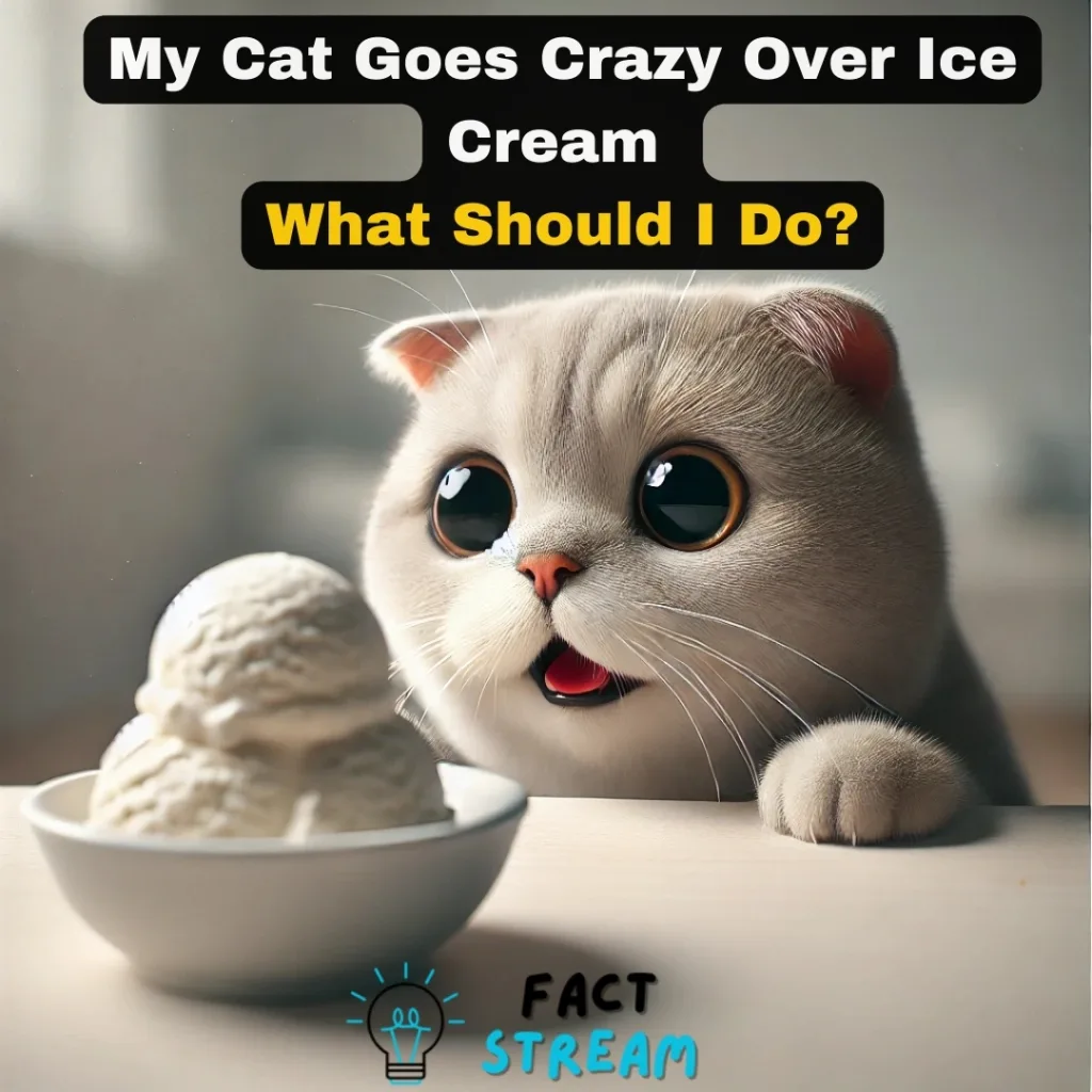 My Cat Goes Crazy Over Ice Cream What Should I Do