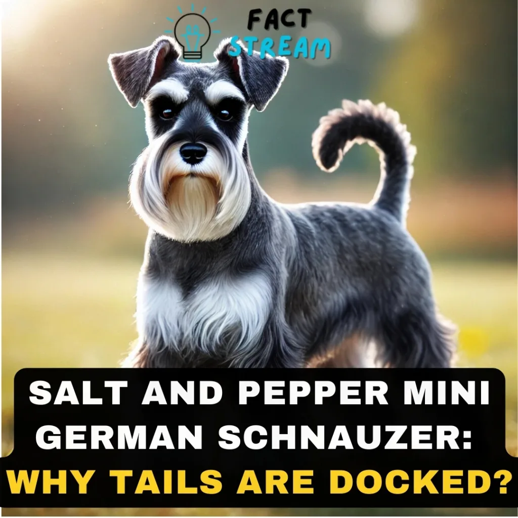 Salt and Pepper Mini German Schnauzer Why Tails Are Docked