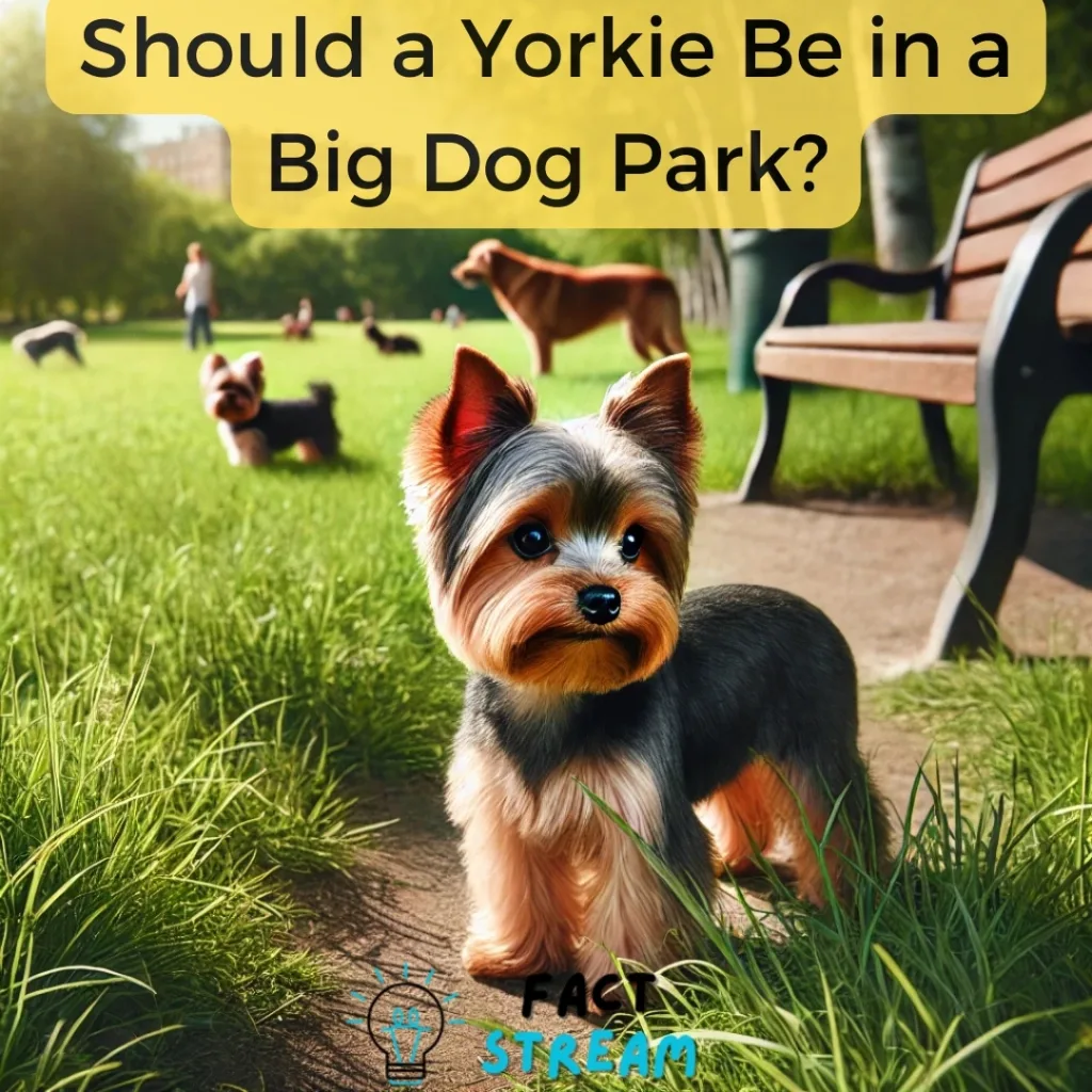 Should a Yorkie Be in a Big Dog Park