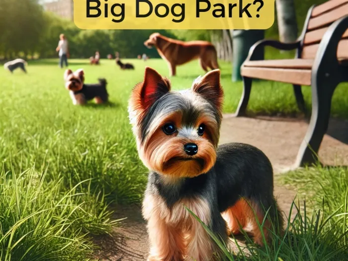 Should a Yorkie Be in a Big Dog Park