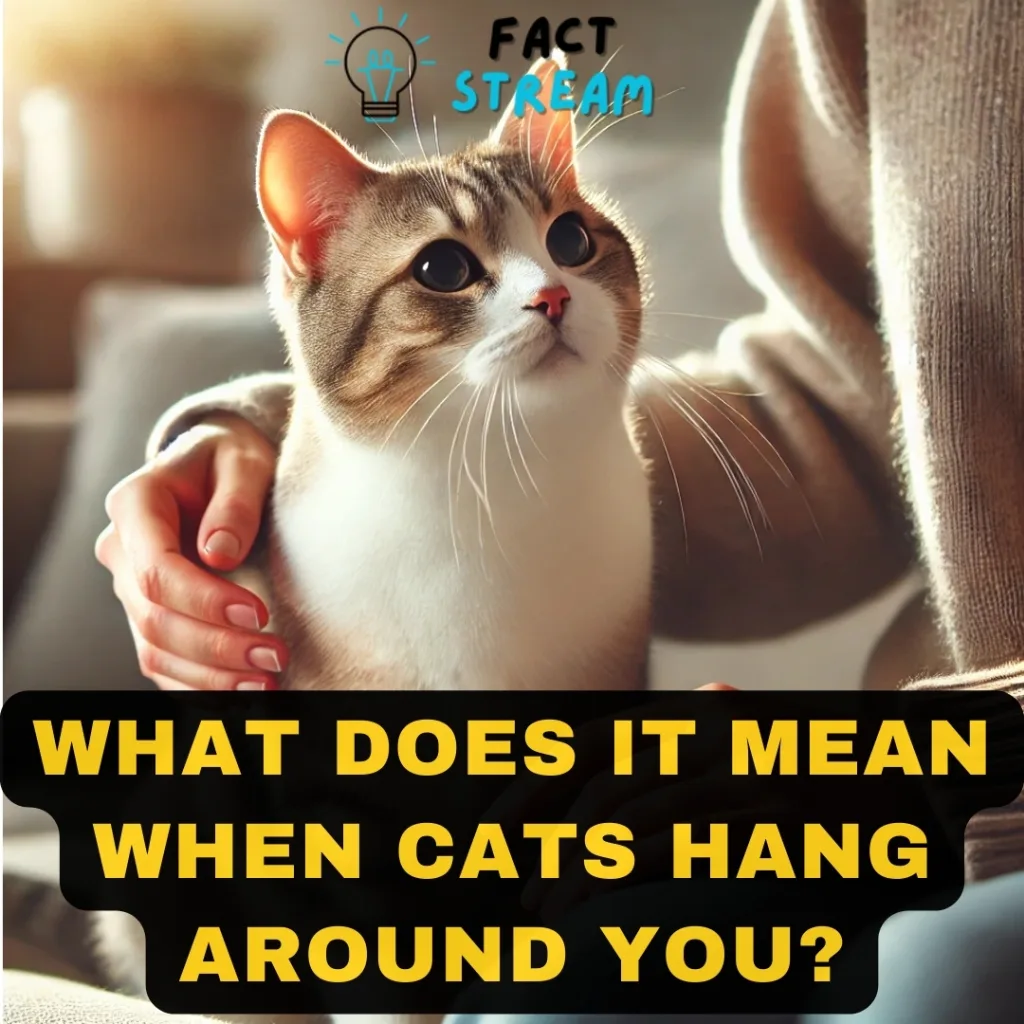 What Does it Mean When Cats Hang Around You