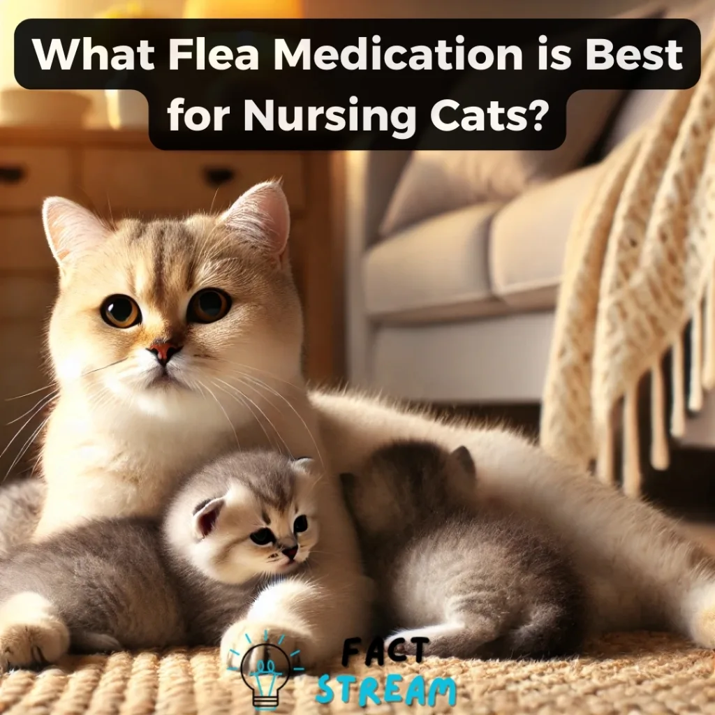 What Flea Medication is Best for Nursing Cats