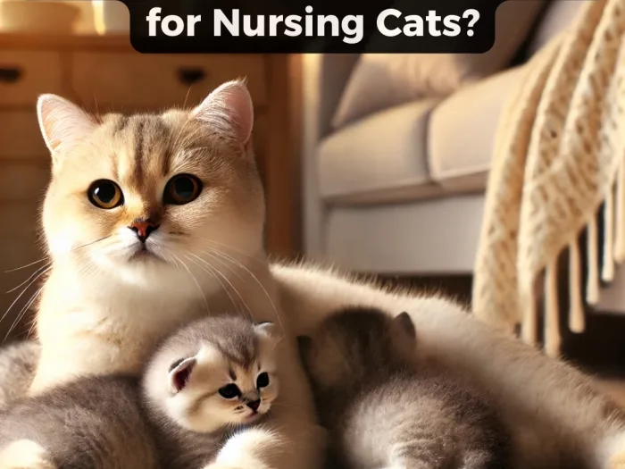 What Flea Medication is Best for Nursing Cats