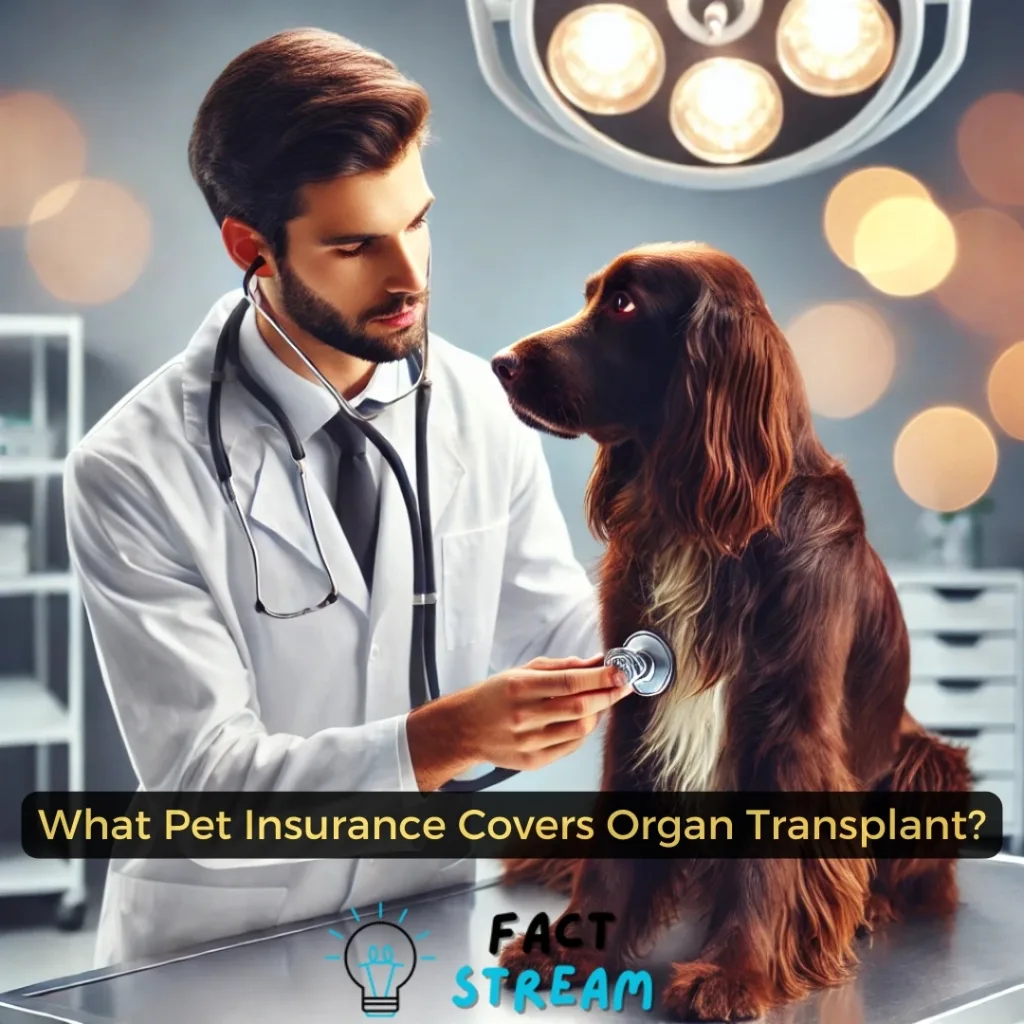 What Pet Insurance Covers Organ Transplant