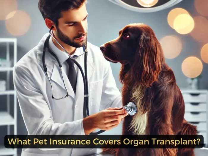 What Pet Insurance Covers Organ Transplant