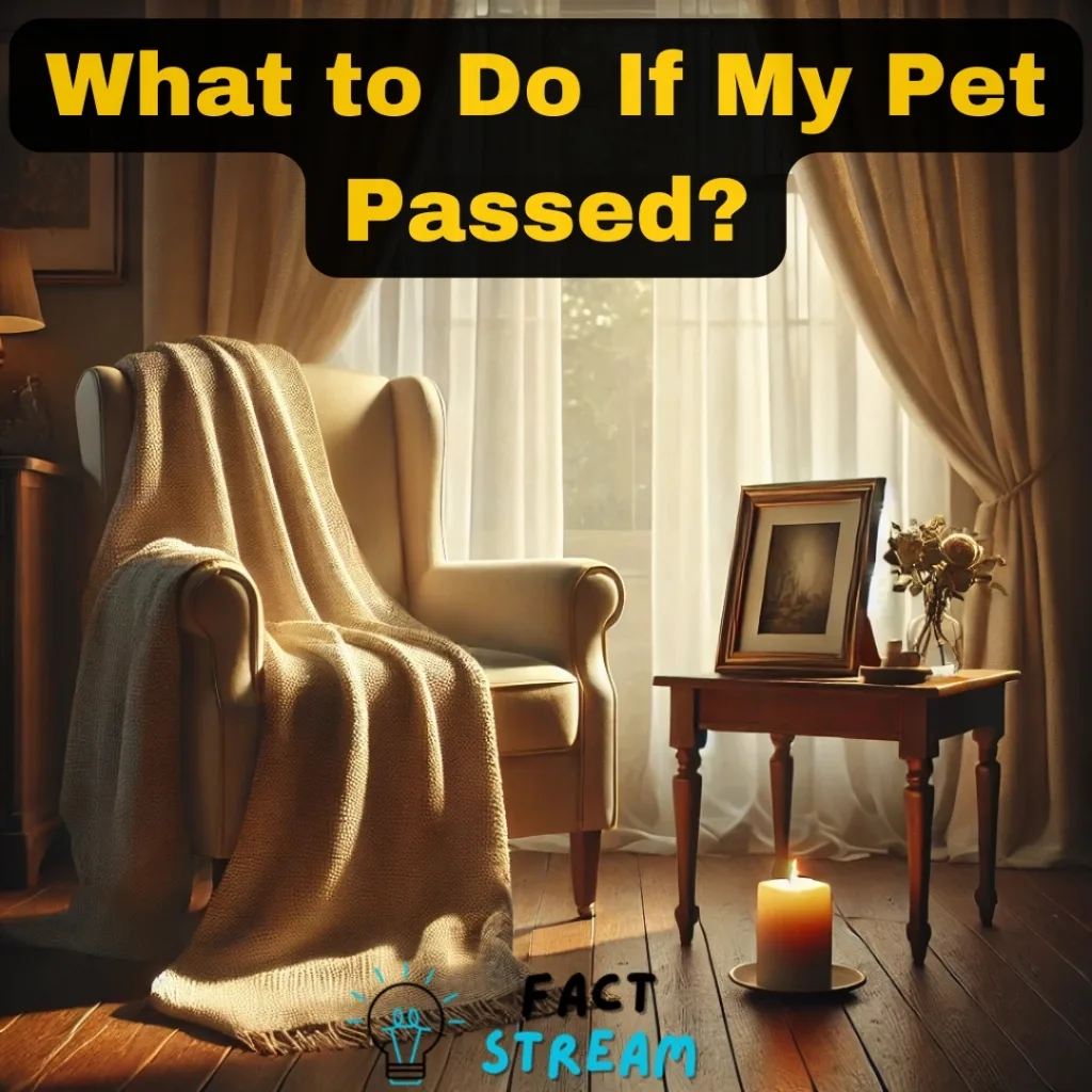 What to Do If My Pet Passed