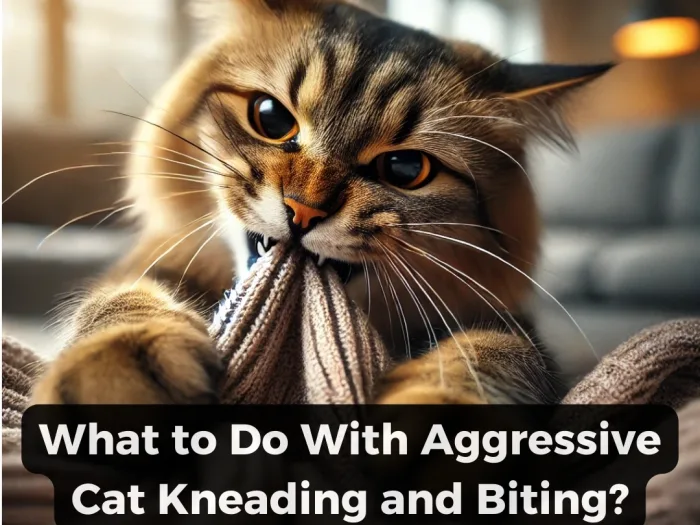 What to Do With Aggressive Cat Kneading and Biting?