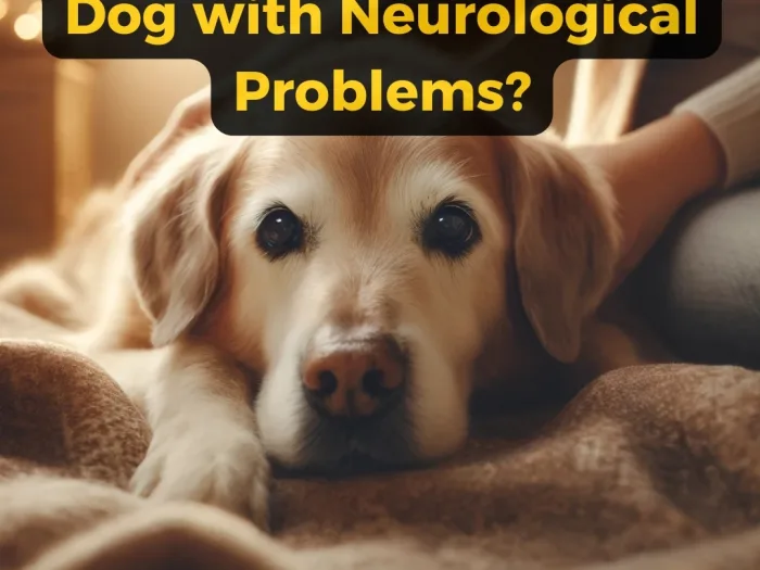 When to Say Goodbye to a Dog with Neurological Problems