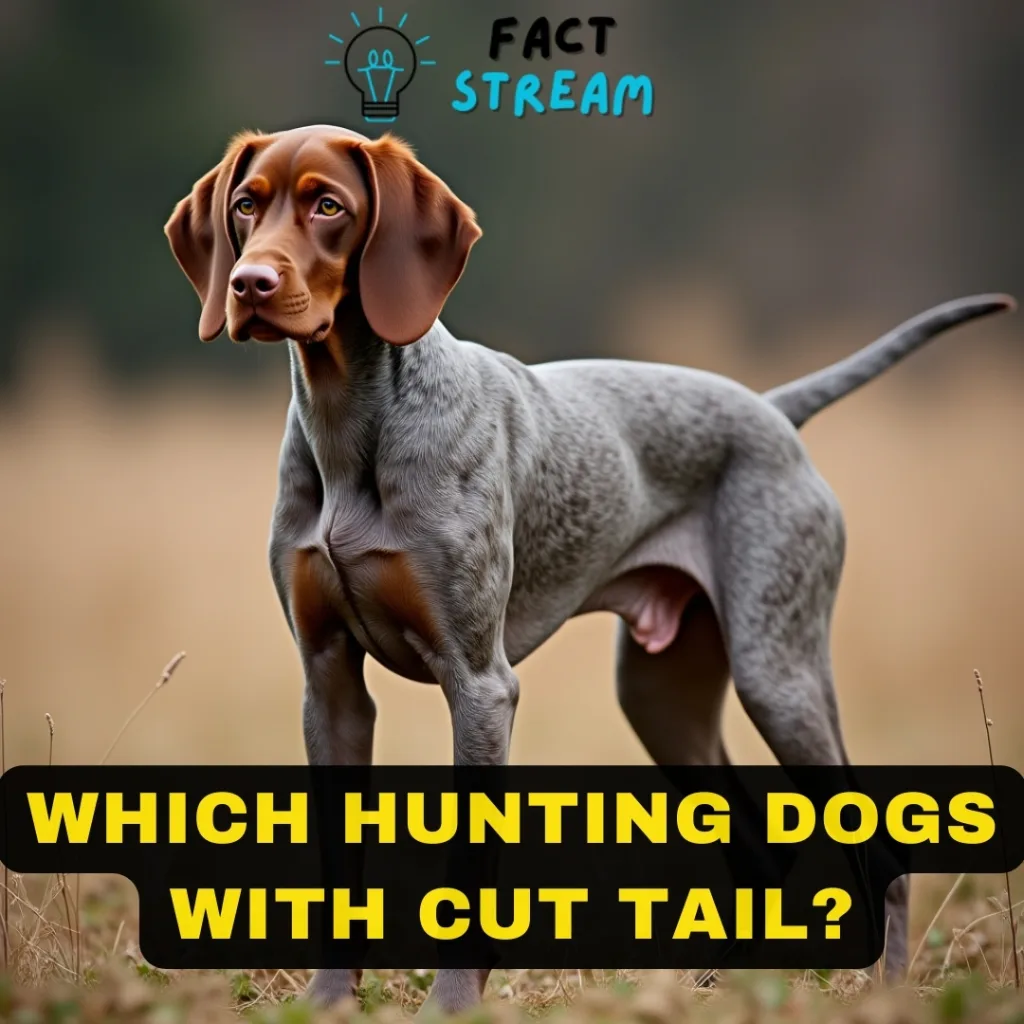 Which Hunting Dogs With Cut Tail