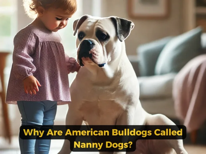 Why Are American Bulldogs Called Nanny Dogs