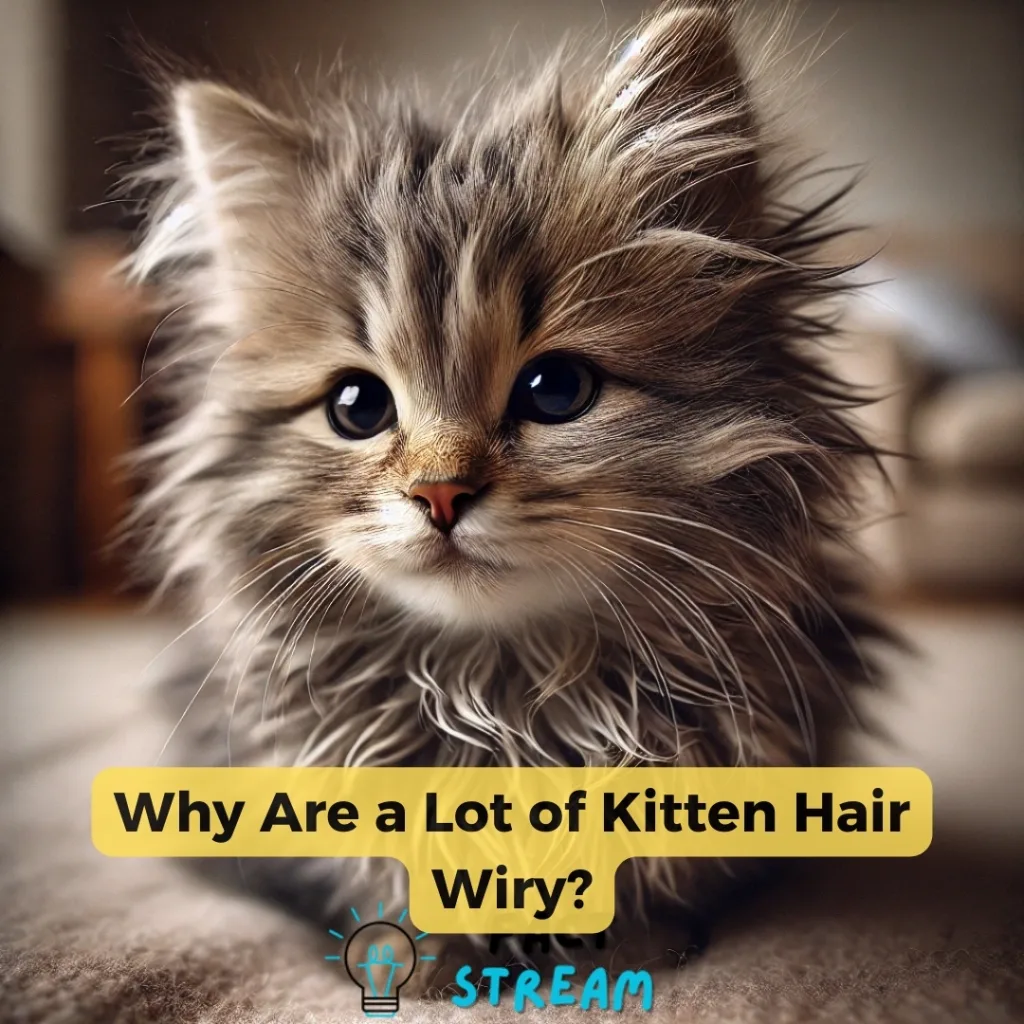 Why Are a Lot of Kitten Hair Wiry